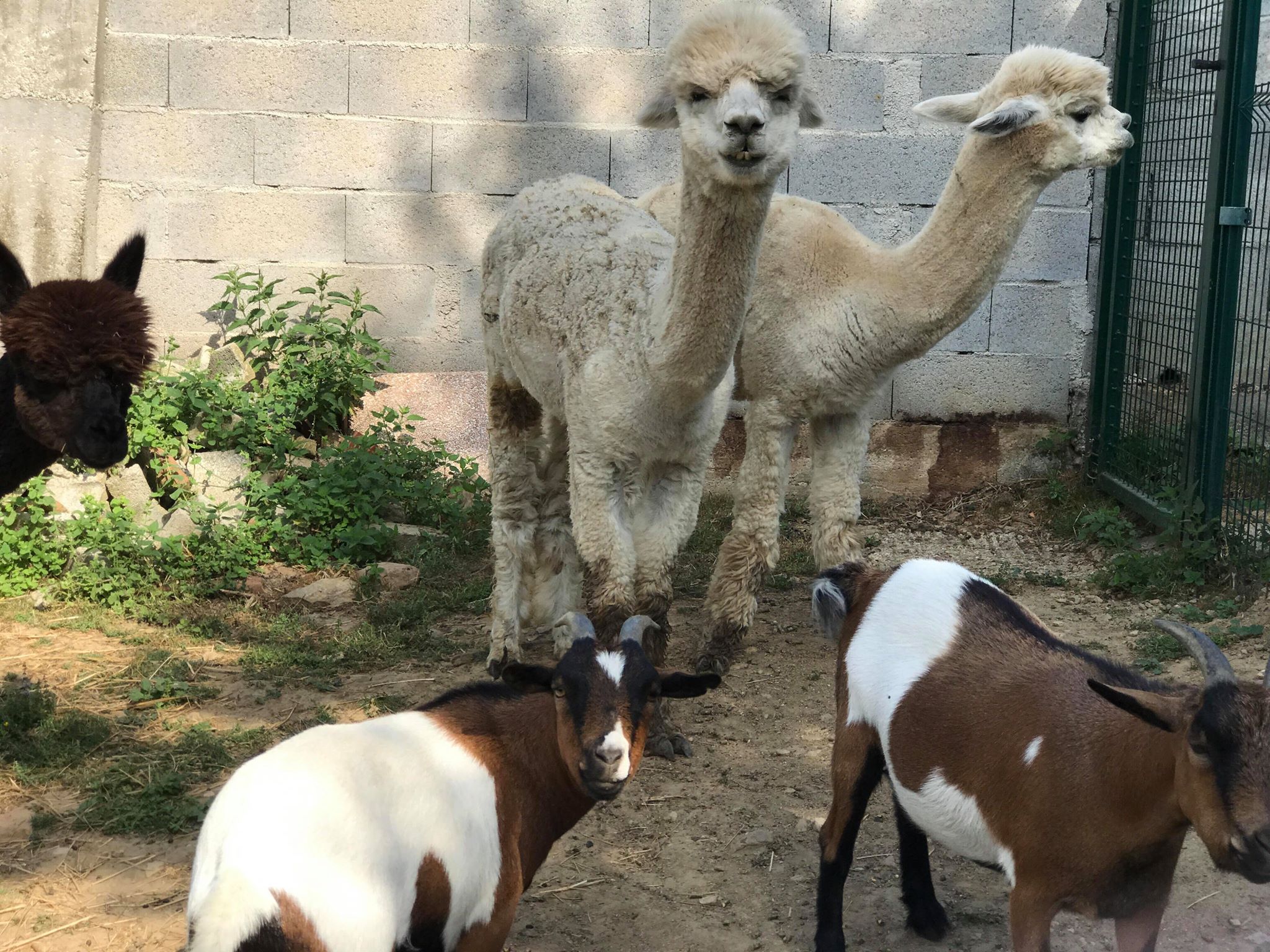 Photos of the alpacas and goats
